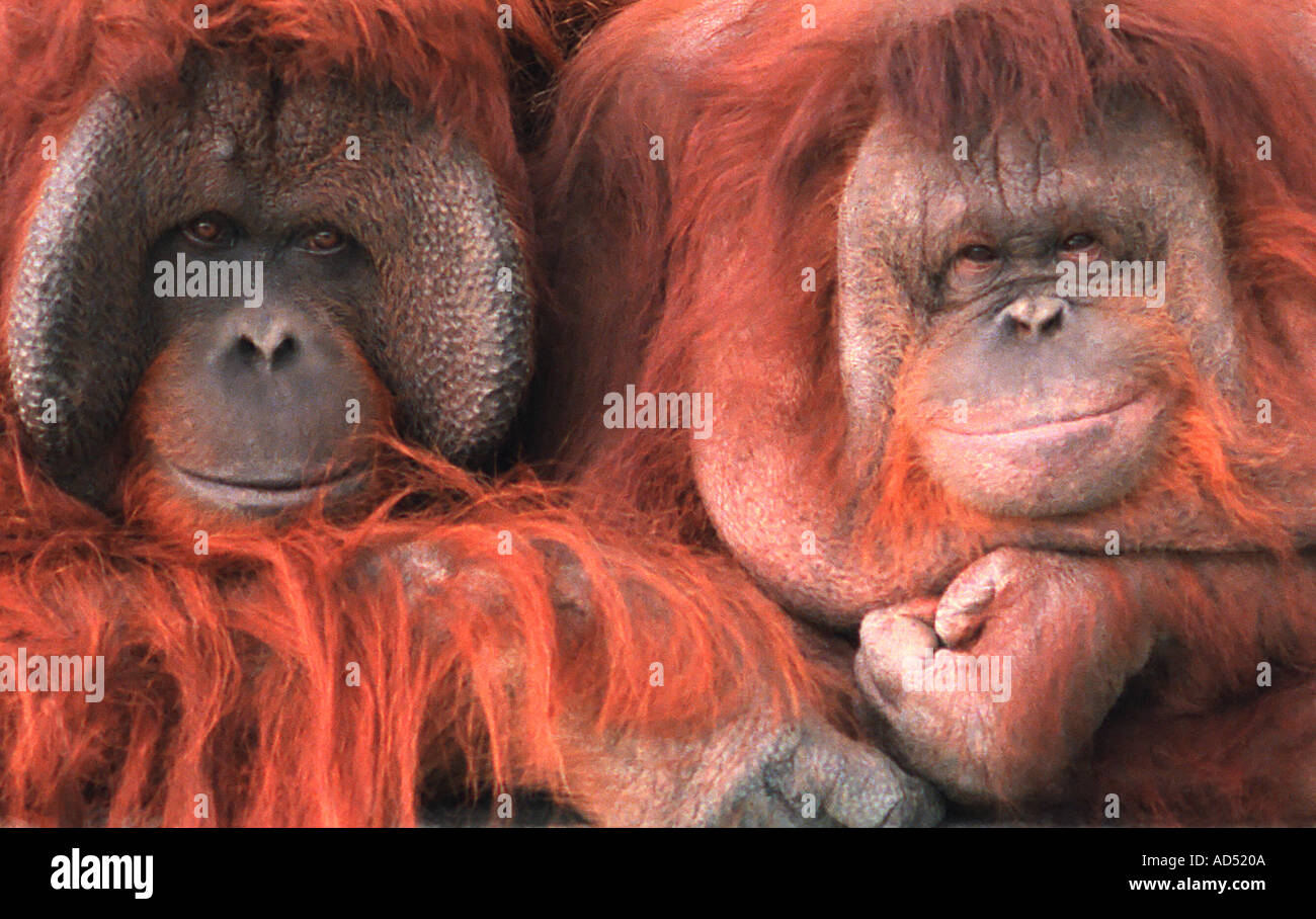 Primate extinction threat hires stock photography and images Alamy