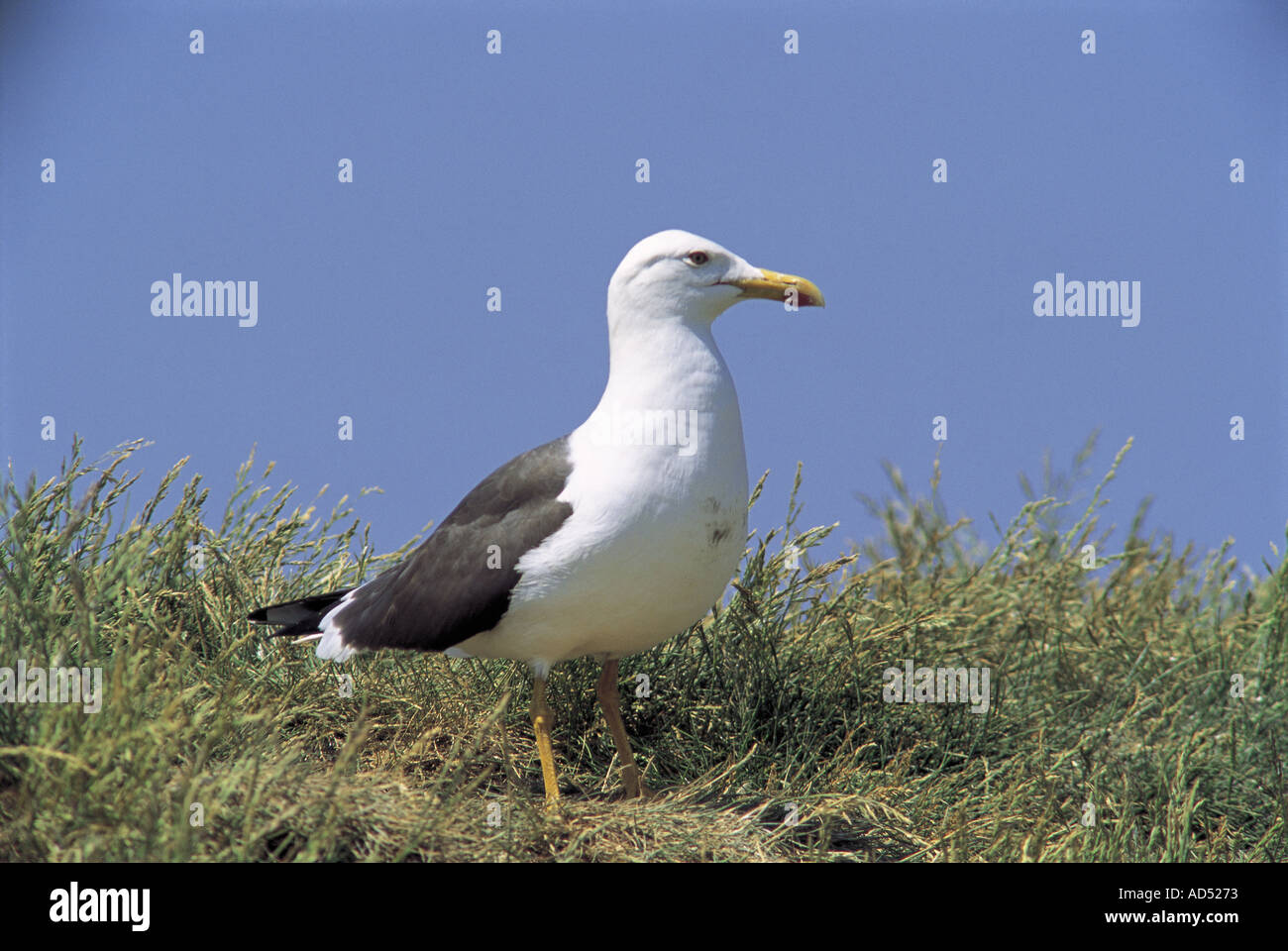 Lesser Black Backed Gull on Staple Island Stock Photo
