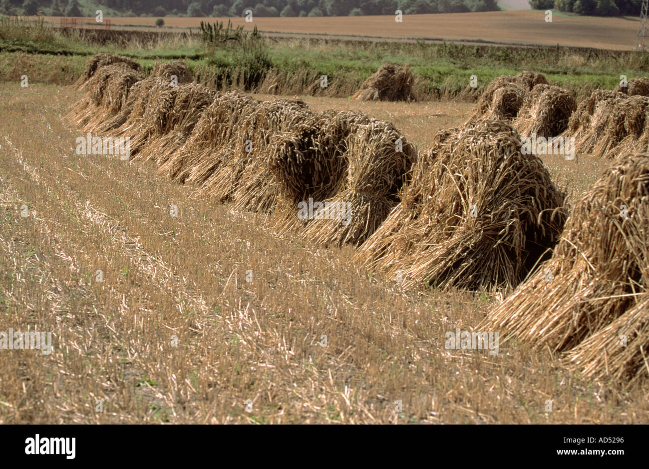 Wiltshire England Old Fashioned Hay Stacks  Stock Photo