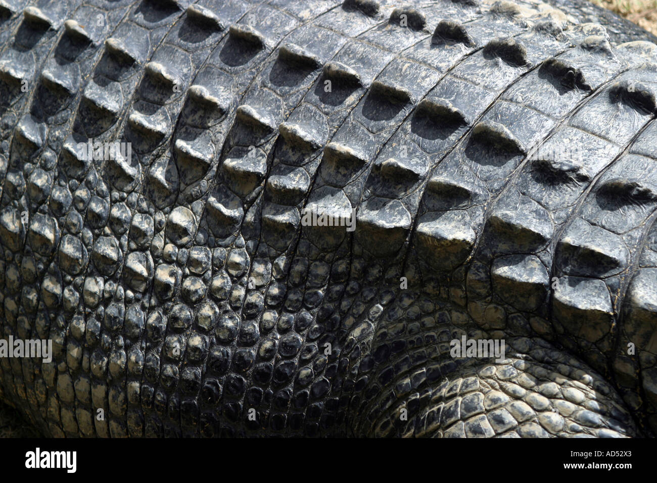 Skin texture saltwater crocodile hi-res stock photography and images ...