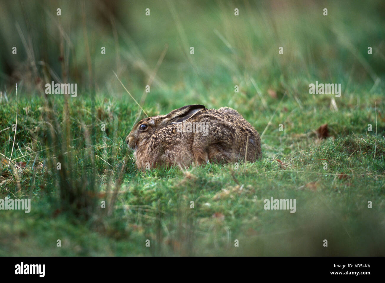 Hare sitting Stock Photo