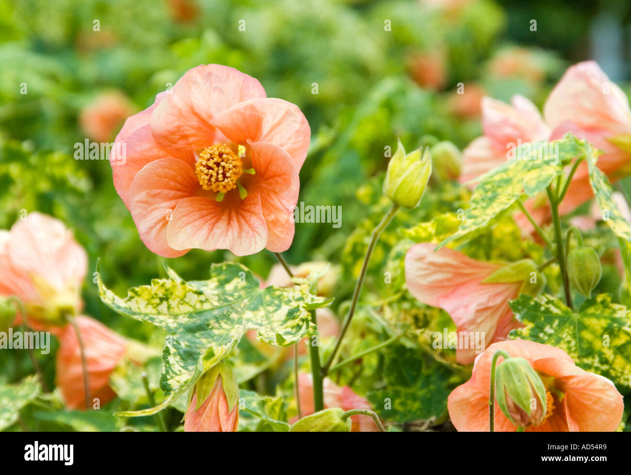 Maple plants hi-res stock photography and images - Alamy