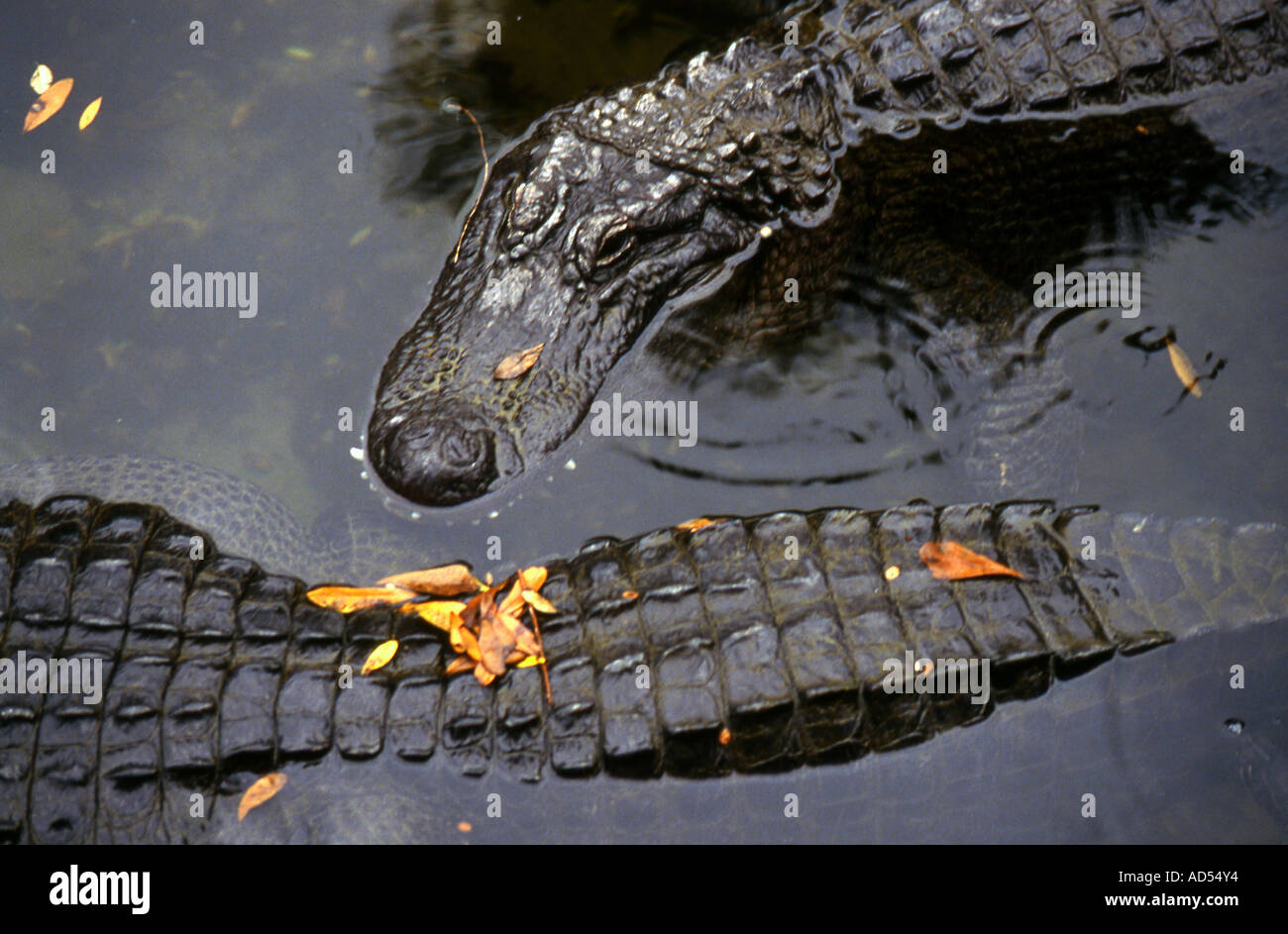 Florida Alligators (Alligator mississippiensis) Stock Photo