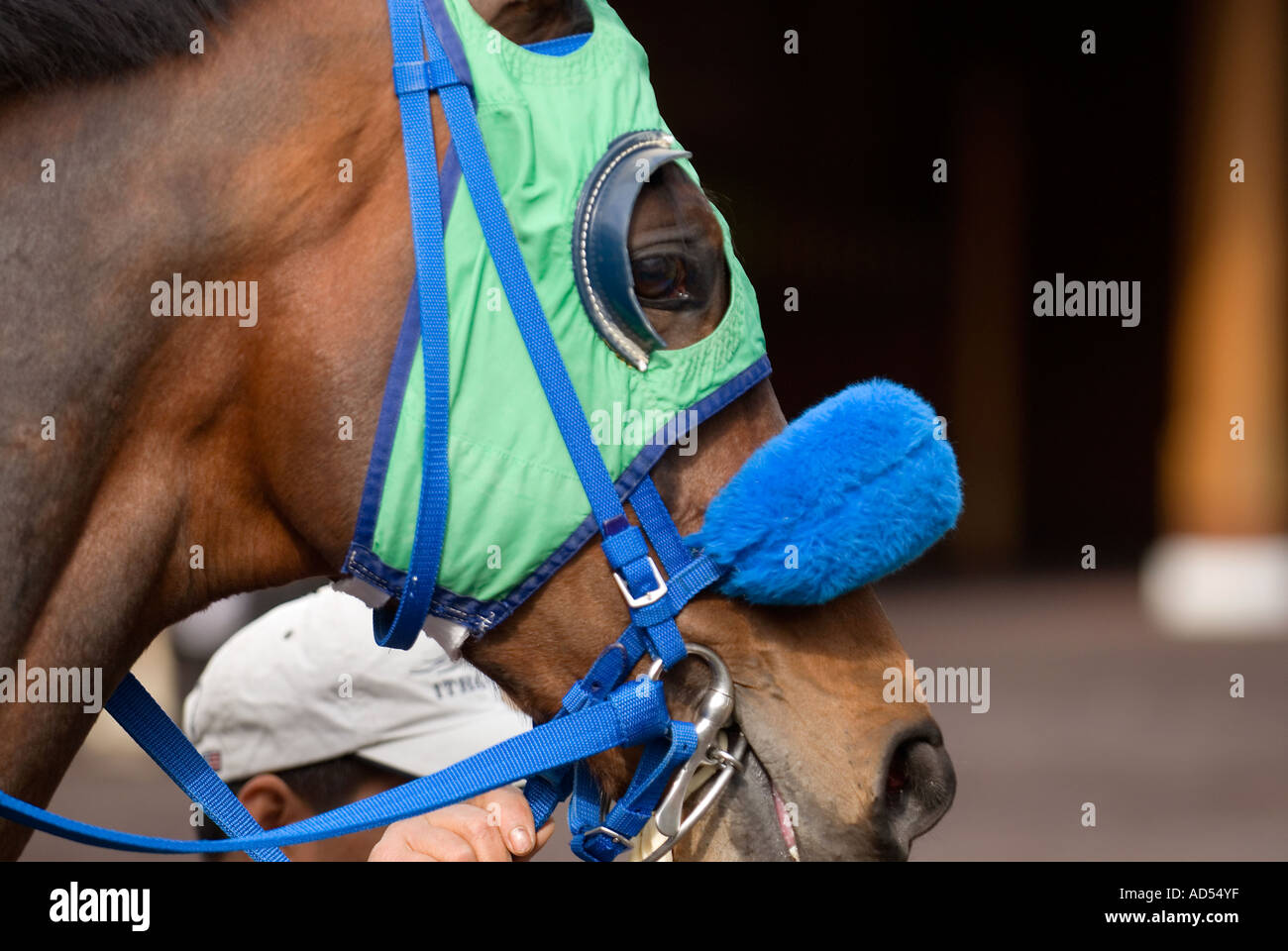 Horse Racing Bridle Blinders Stock Photo Alamy Horse Racing Bridle Blinders Stock Photo Alamy