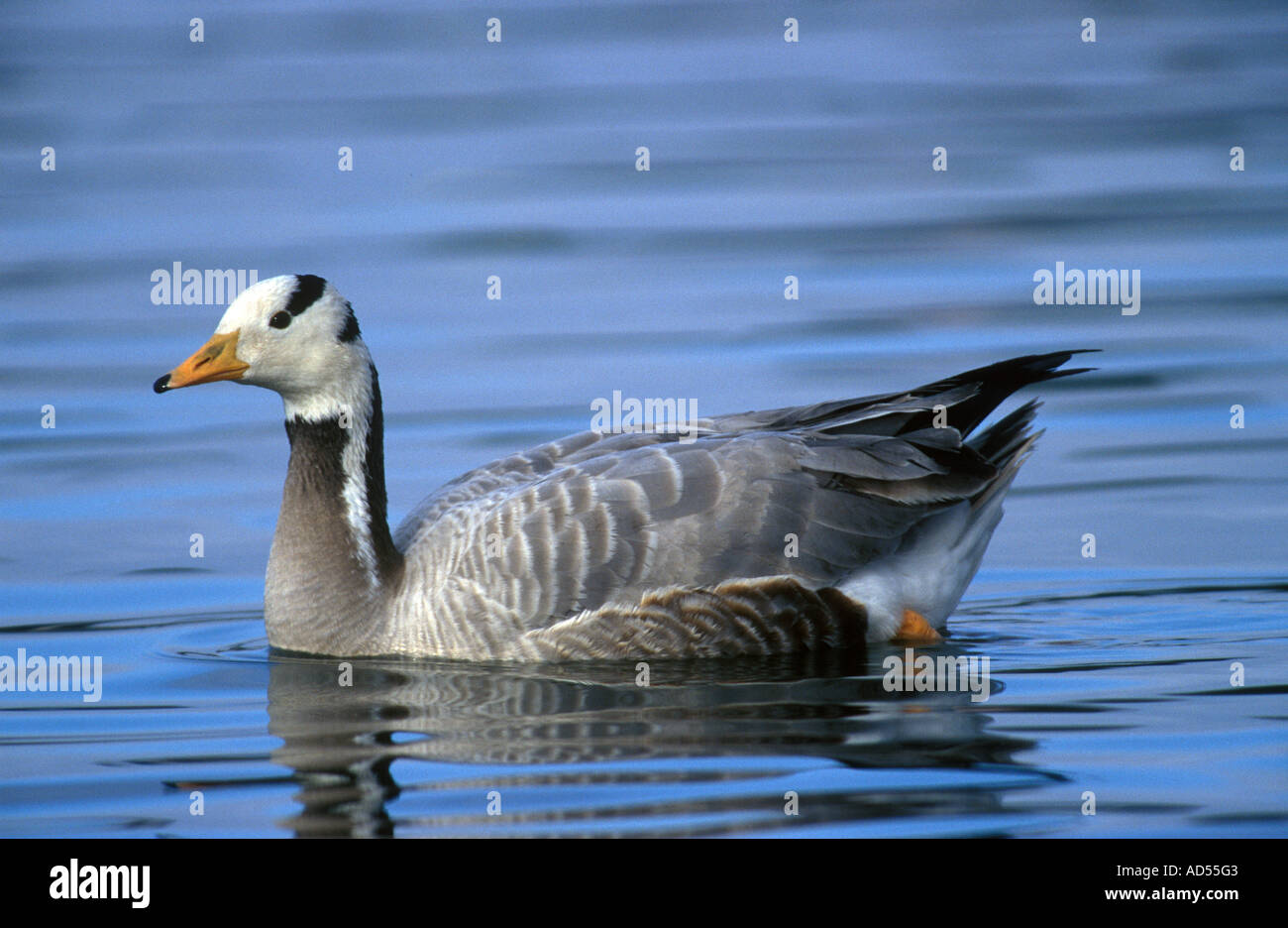 Bar headed goose flight hi-res stock photography and images - Alamy