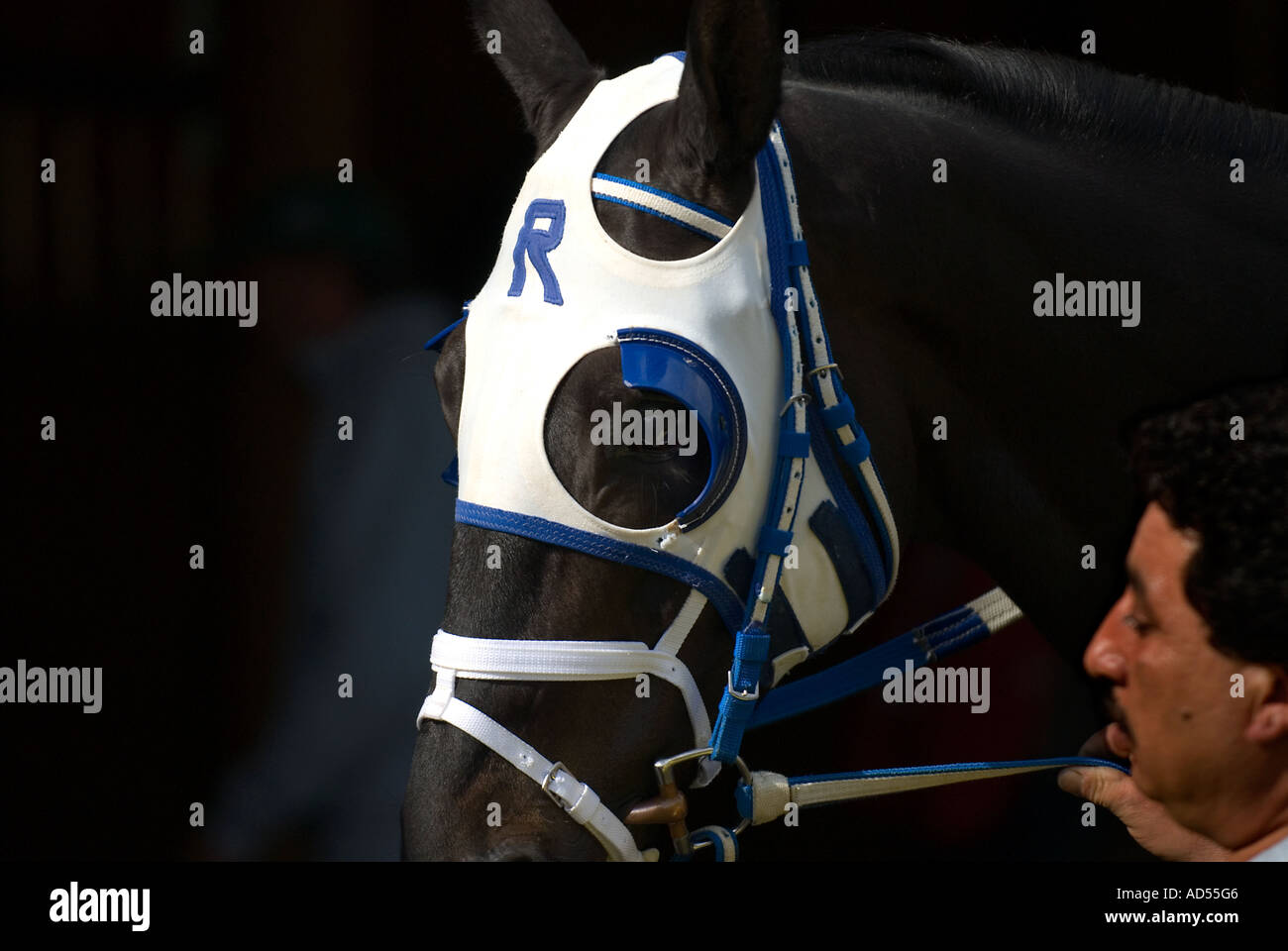Horse Racing Thoroughbred & Blinders Stock Photo Alamy