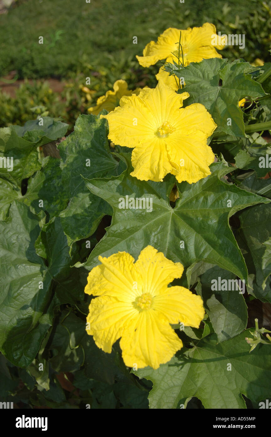 Luffa also known as Loofah or lufah flower and vine the dried gourd makes a bath sponge or body scrub sponge Stock Photo