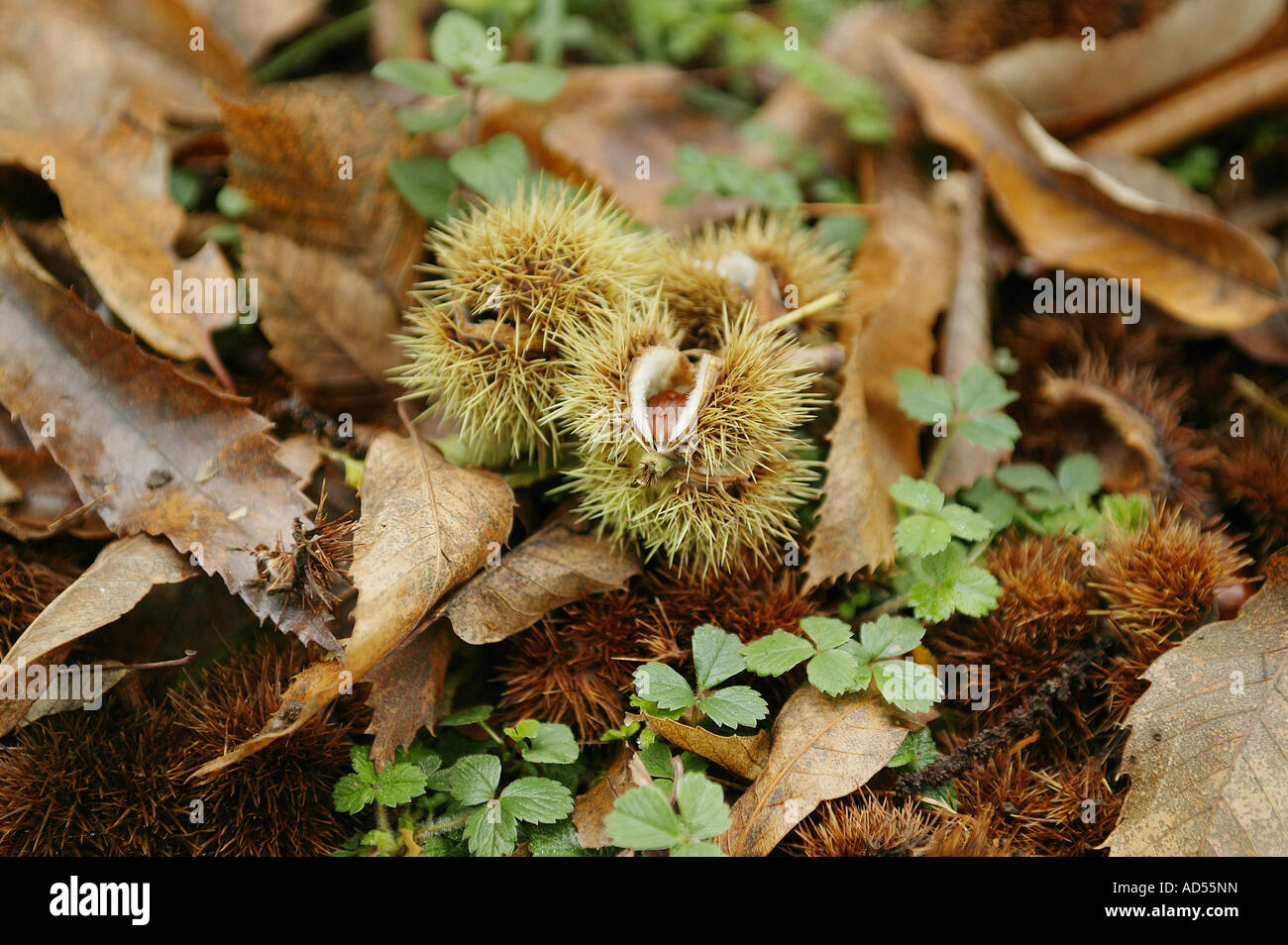 Ph106 hi-res stock photography and images - Alamy
