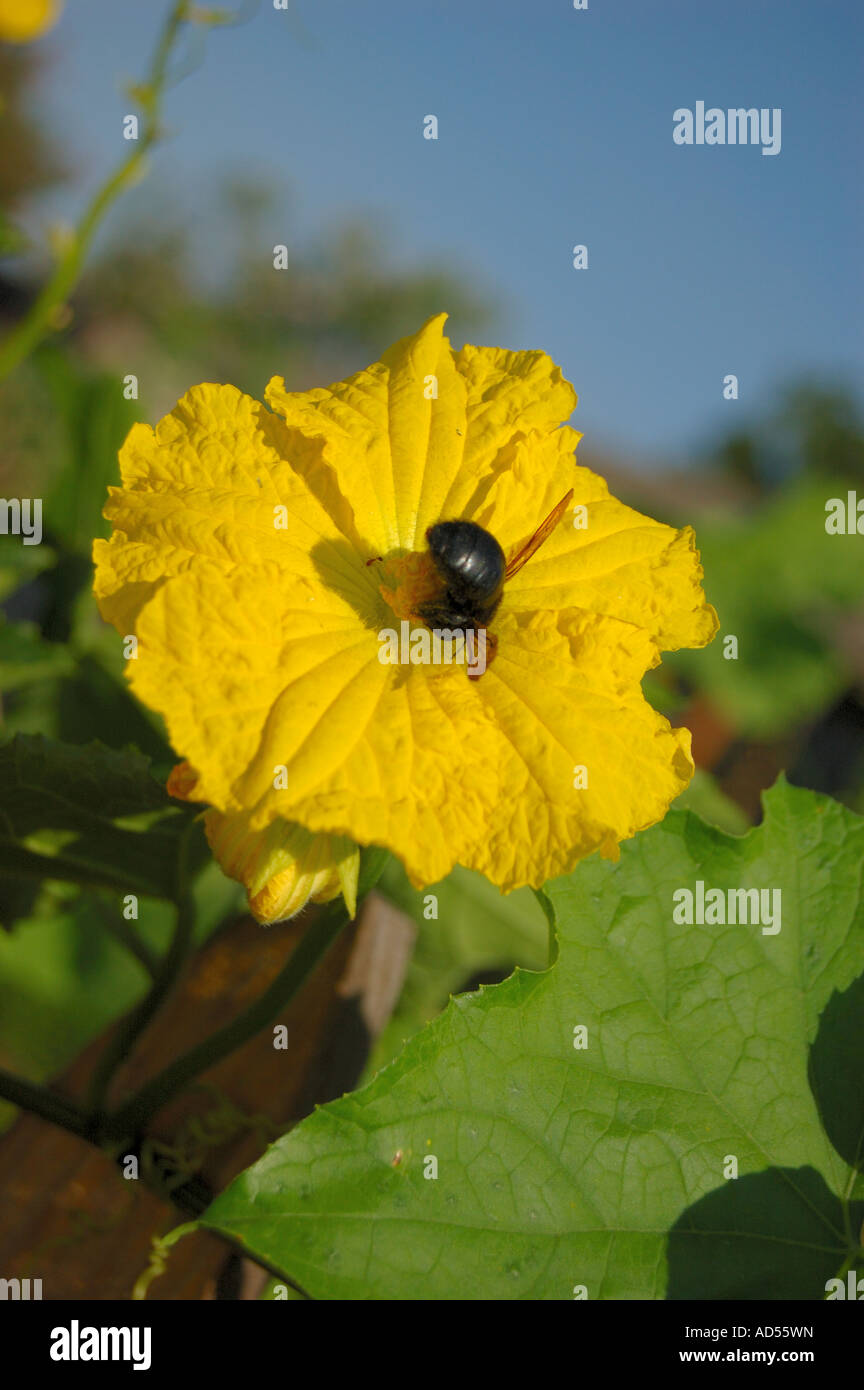 carpenter bee  in a Luffa also known as Loofah or lufah flower Stock Photo
