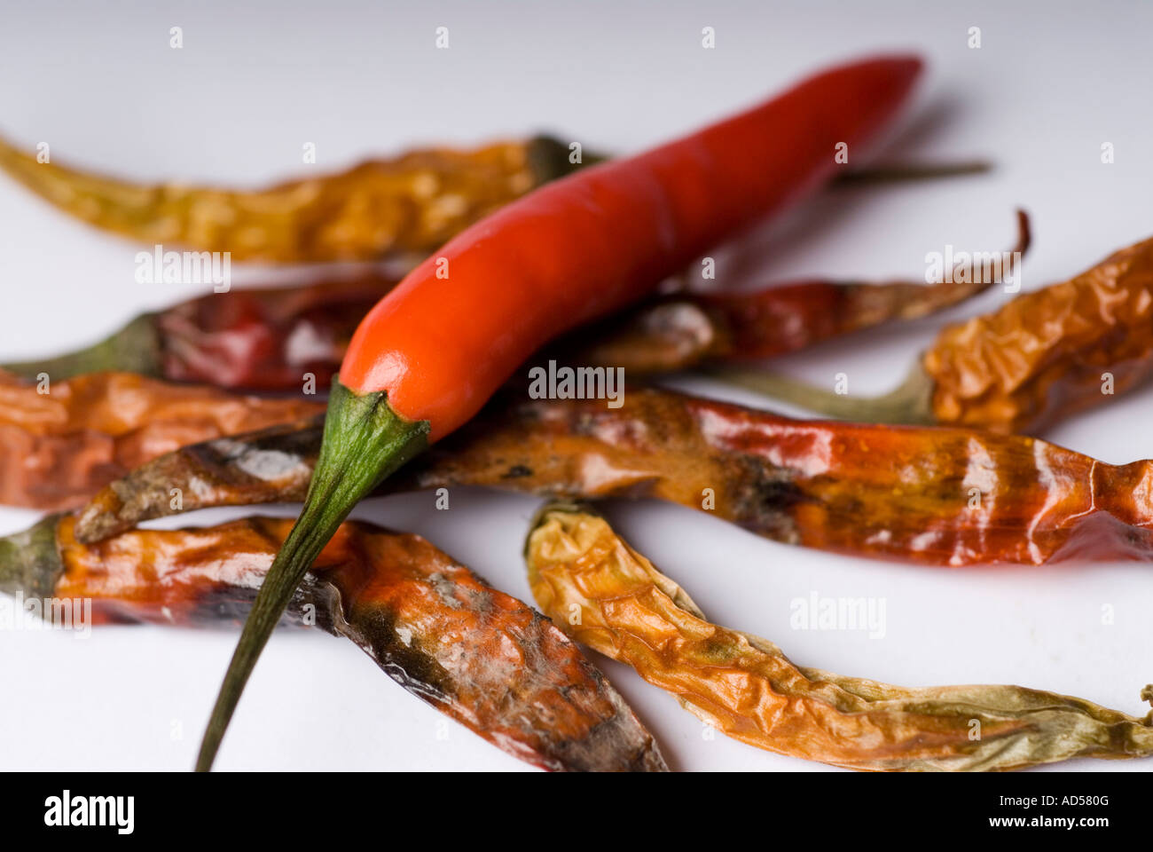 Image of a fresh red chilli pepper with a bunch of old dried chilli peppers Stock Photo