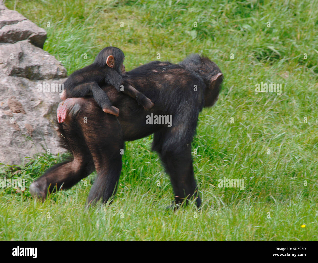 Chimpanzees (Pan troglodytes) Stock Photo
