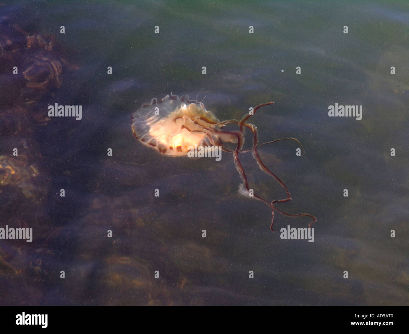 Purple compass jelly hi-res stock photography and images - Alamy