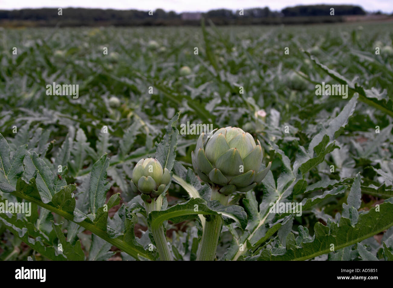 Artichoke field near Roscoff North Brittany Stock Photo Alamy