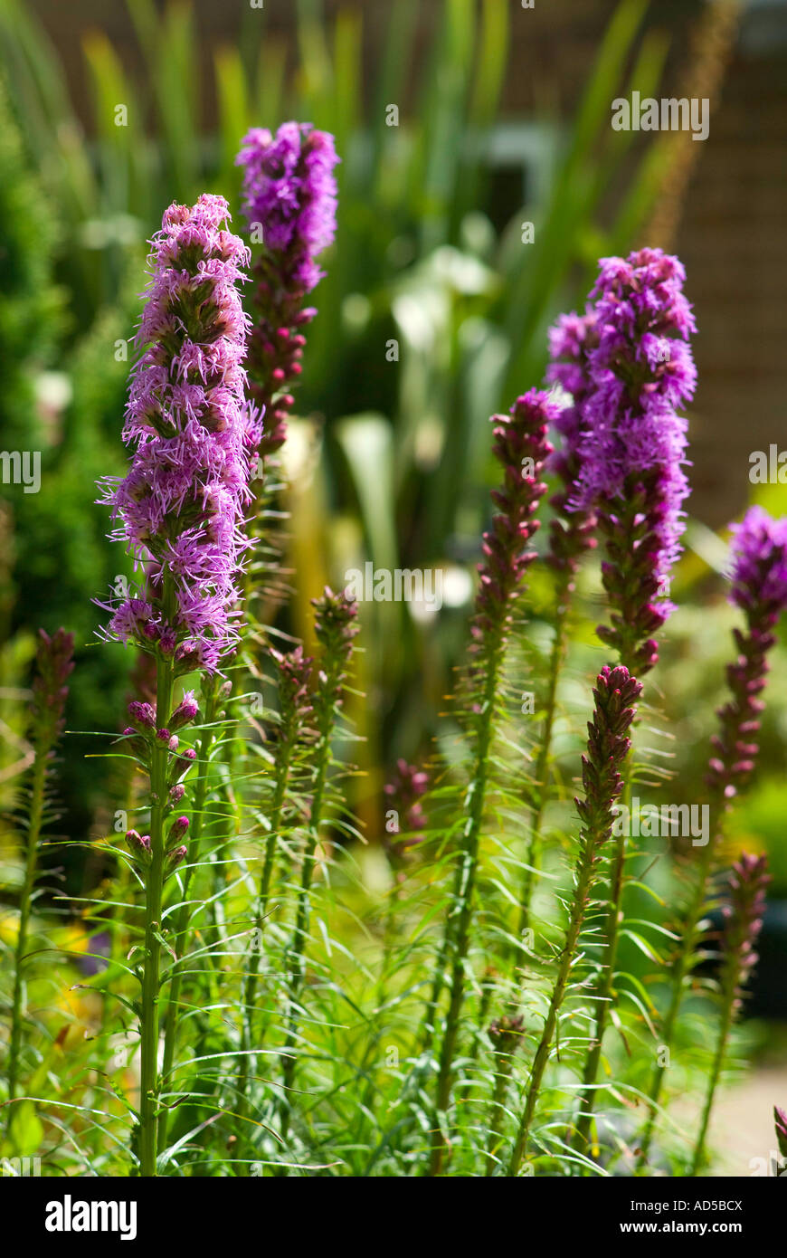 Liatris spicata Stock Photo