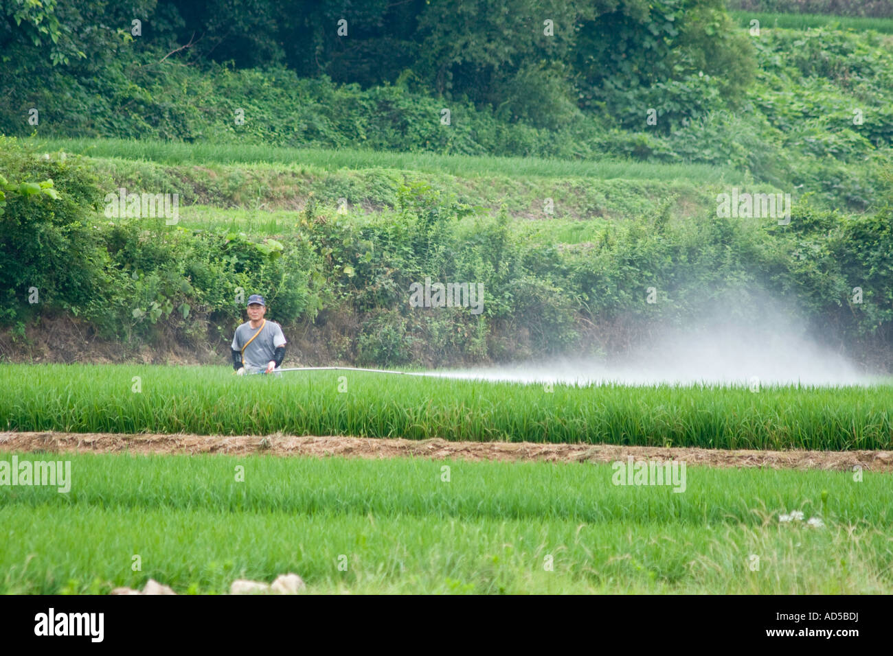 Unprotected Korean Farmer Spraying Pesticides on Rice Field Sokcho South Korea Stock Photo