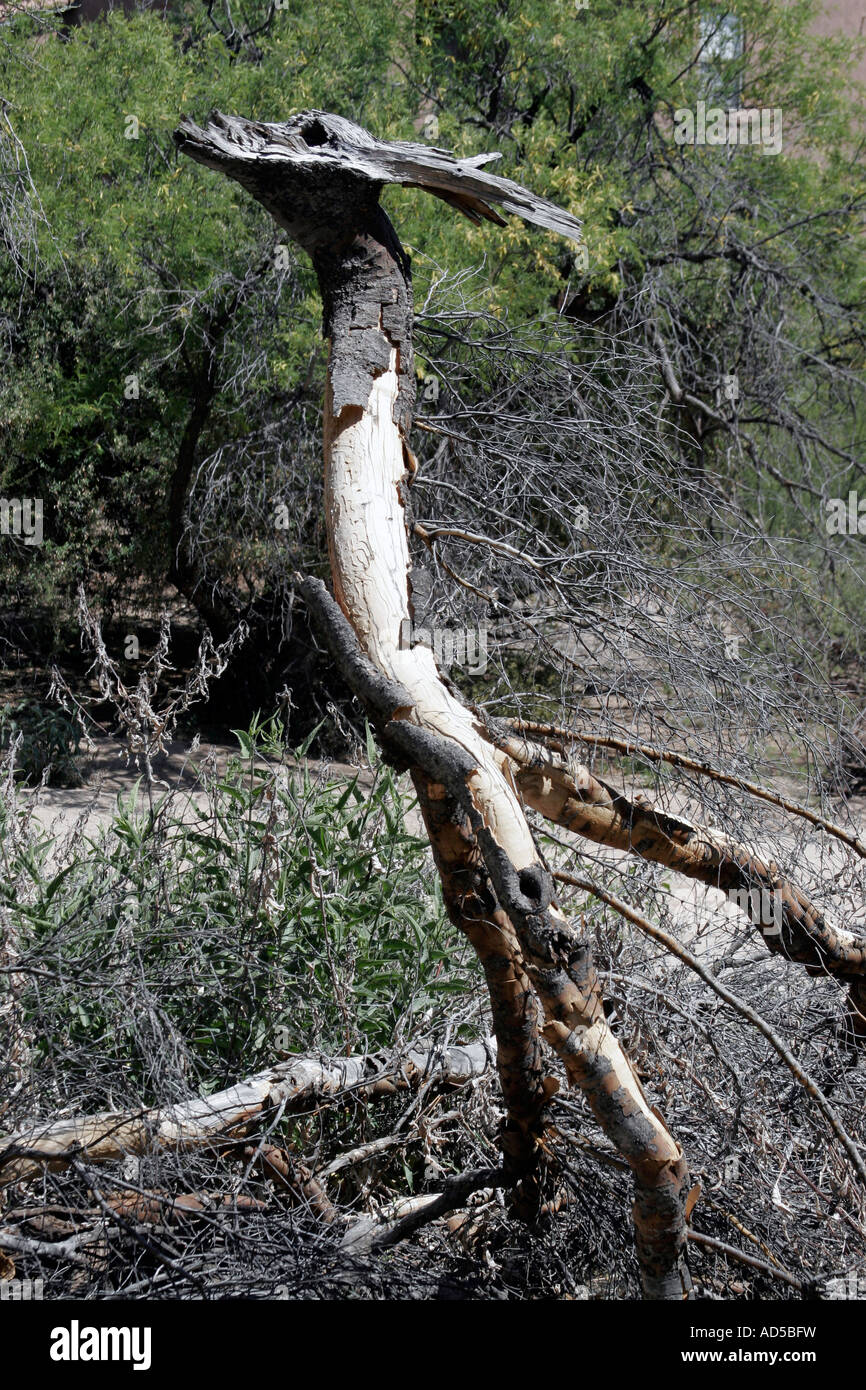 tree-shaped-like-animal-stock-photo-alamy