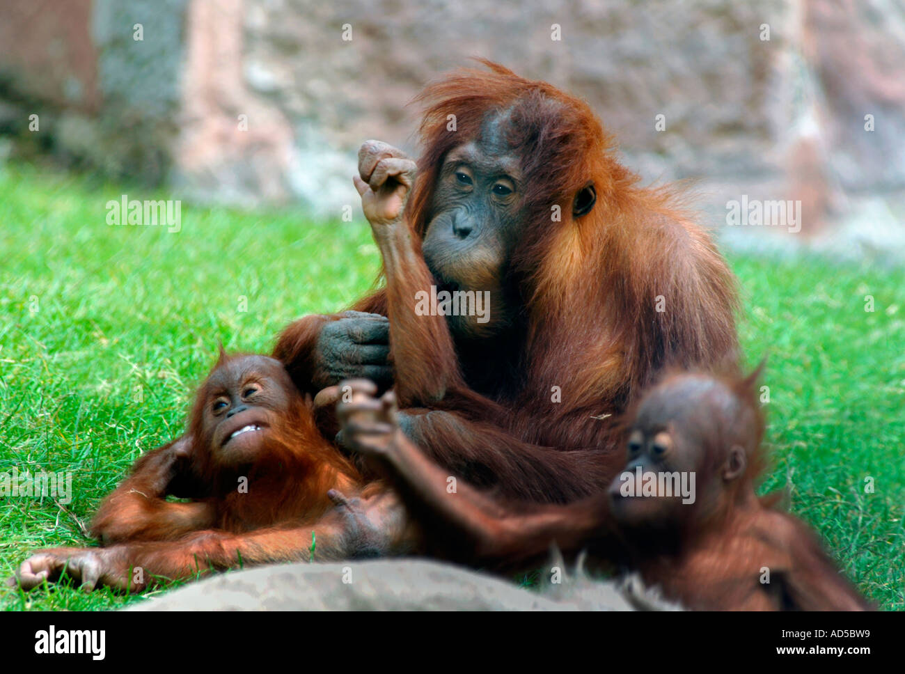 Orangutans (Pongo pygmaeus Stock Photo - Alamy
