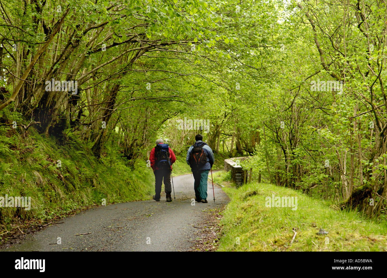 Two walkers walking down countrylane part of waterfall walk near Pontneddfechan South Wales UK Stock Photo