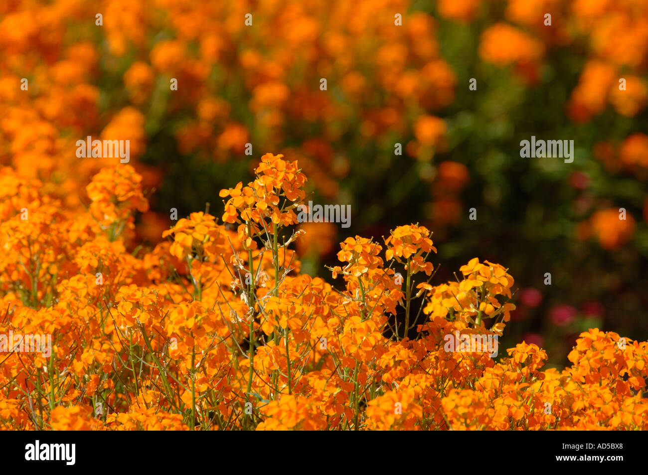 Candelabra Primroses (Primula) Stock Photo