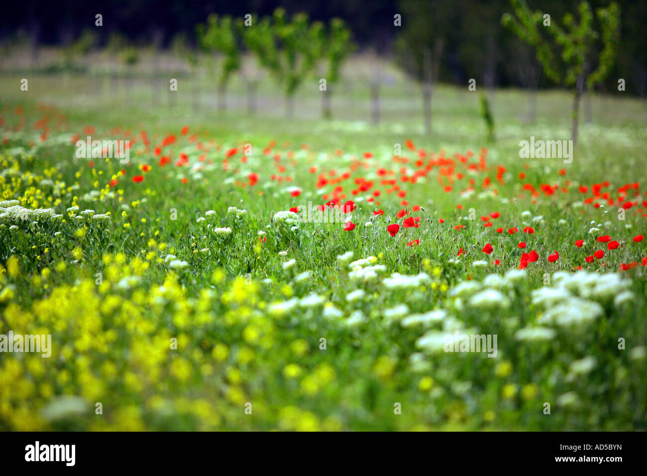Field of wild flowers Stock Photo - Alamy