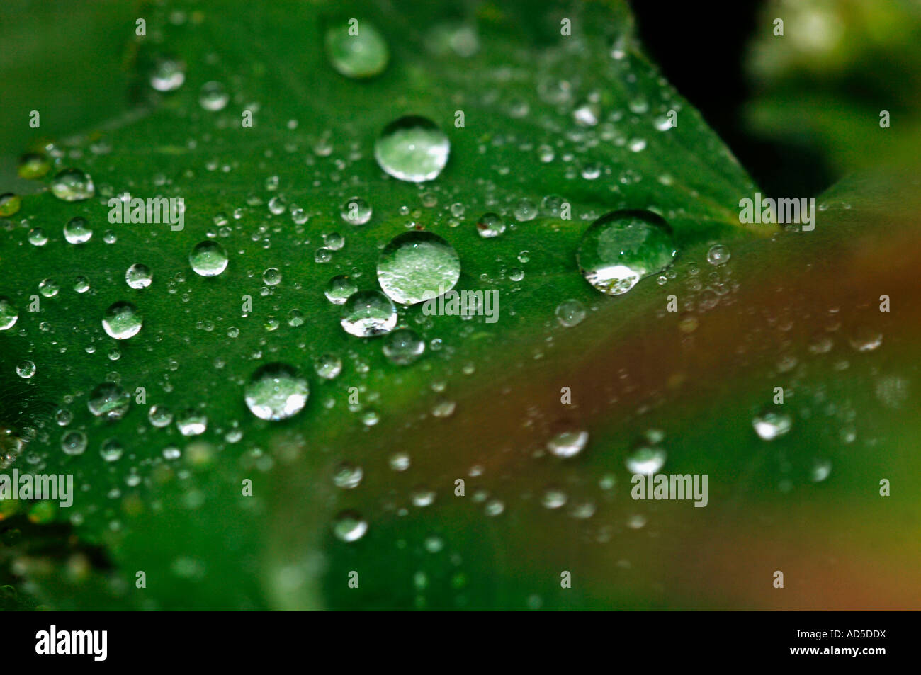 Green Leaves Covered With Jewel Like Raindrops Stock Photo