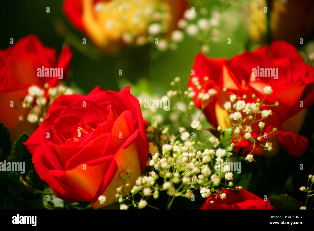 Bouquet of red roses Stock Photo - Alamy