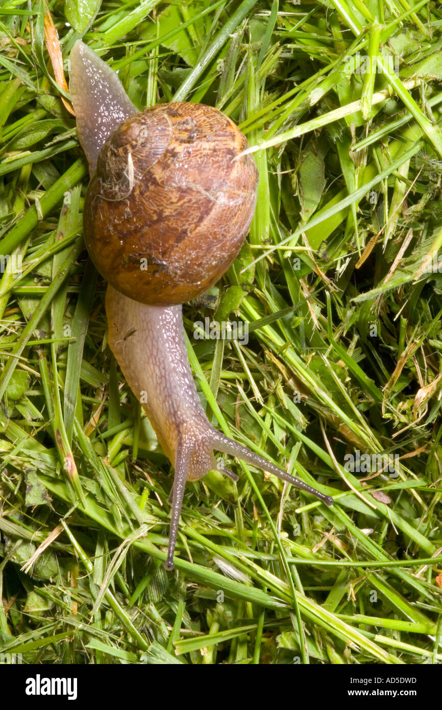 Snail on grass Stock Photo Alamy