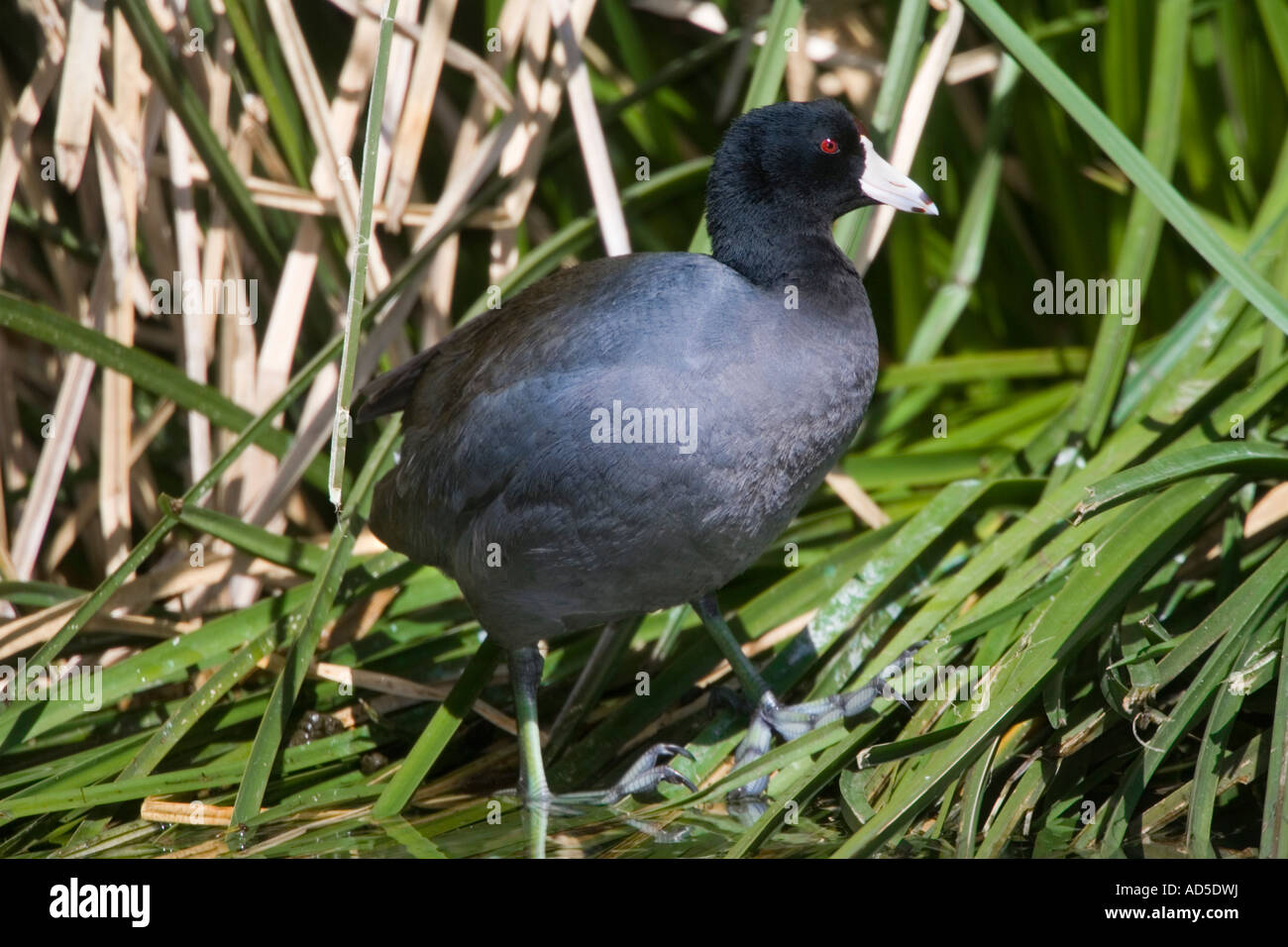 American Coot Fulica americana Tucson Arizona USA April Adult Rallidae Stock Photo