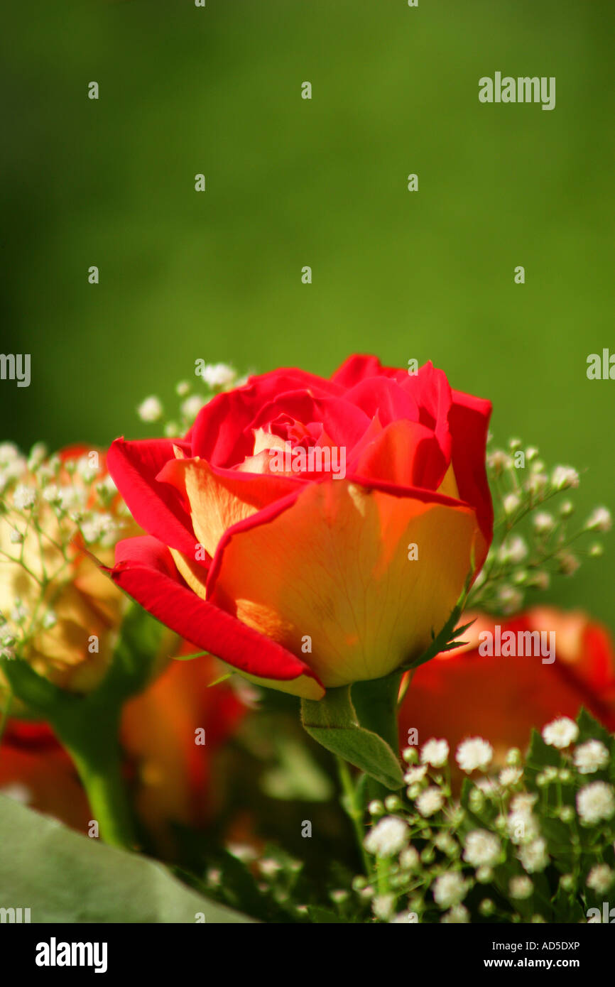 Bouquet of red roses Stock Photo - Alamy