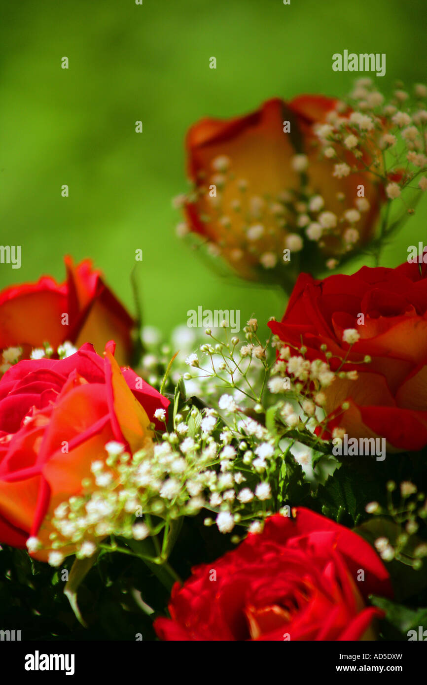 Bouquet of red roses Stock Photo - Alamy