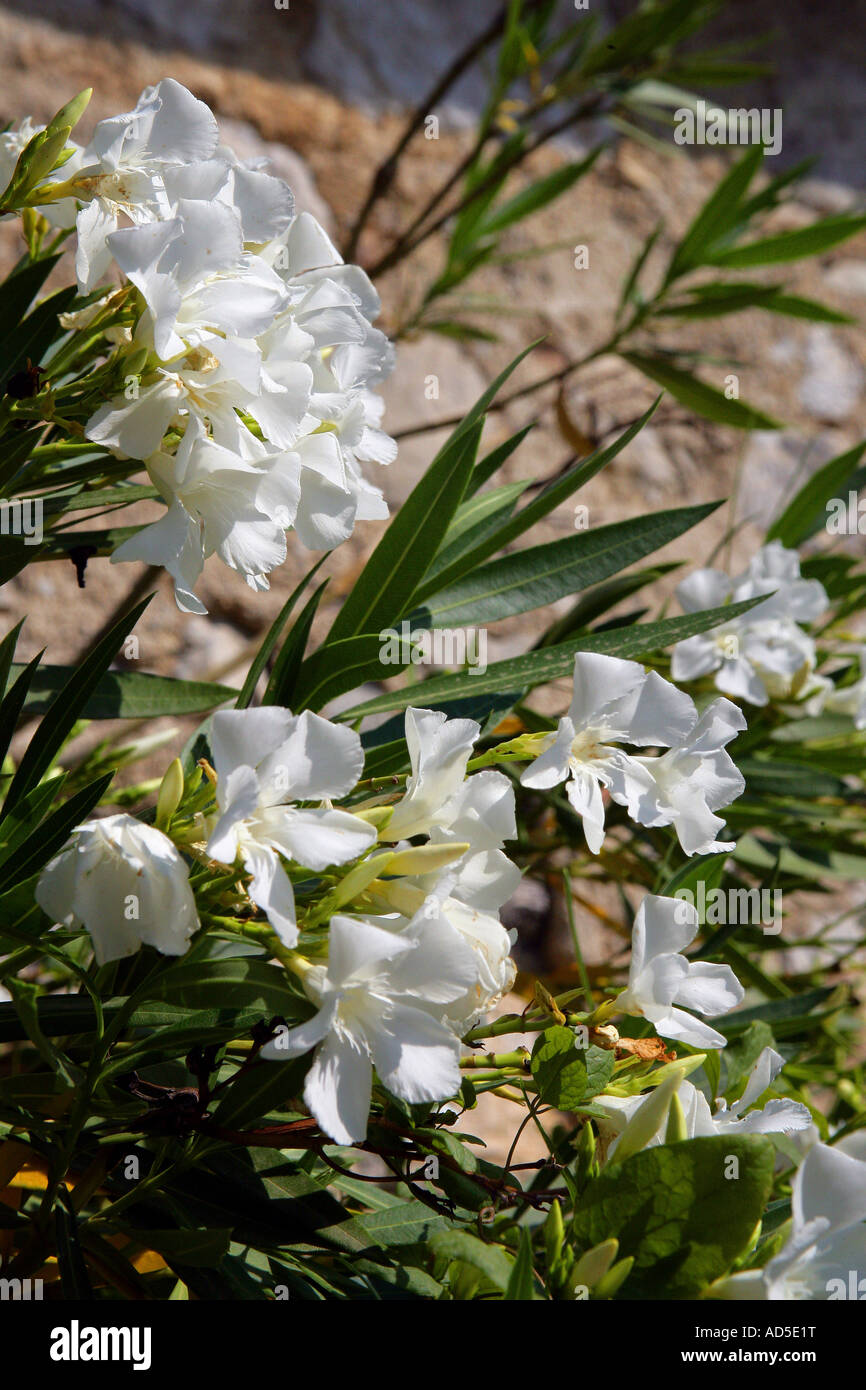 laurier-blanc-stock-photo-alamy
