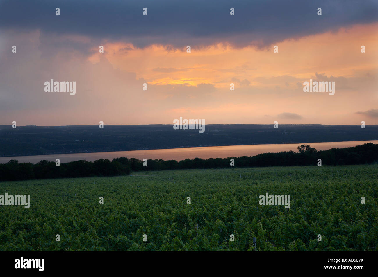 Sunset over grape vineyard and Seneca Lake in the Finger Lakes region of New York State Stock Photo