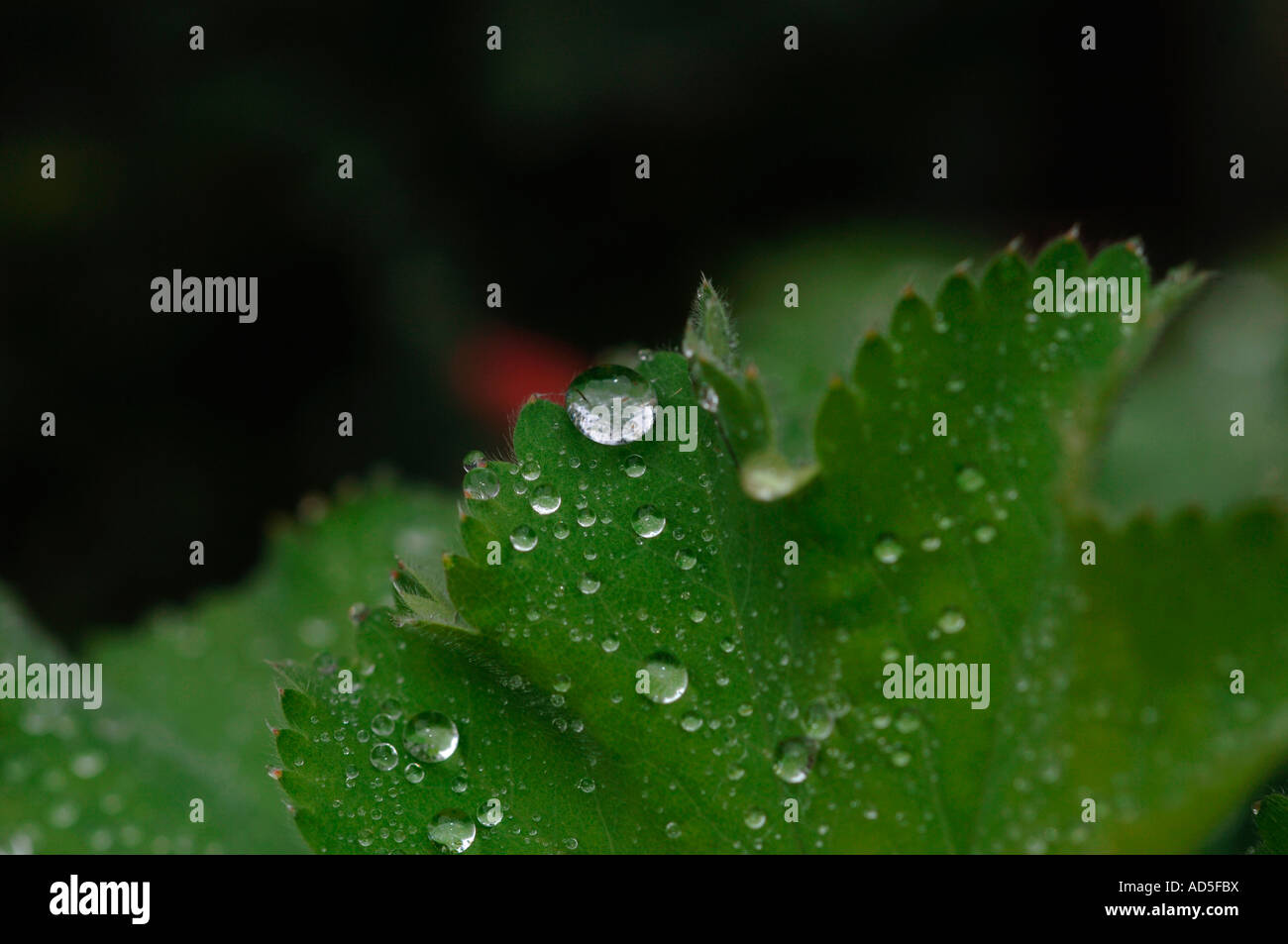 Green Leaves Covered With Jewel Like Raindrops Stock Photo