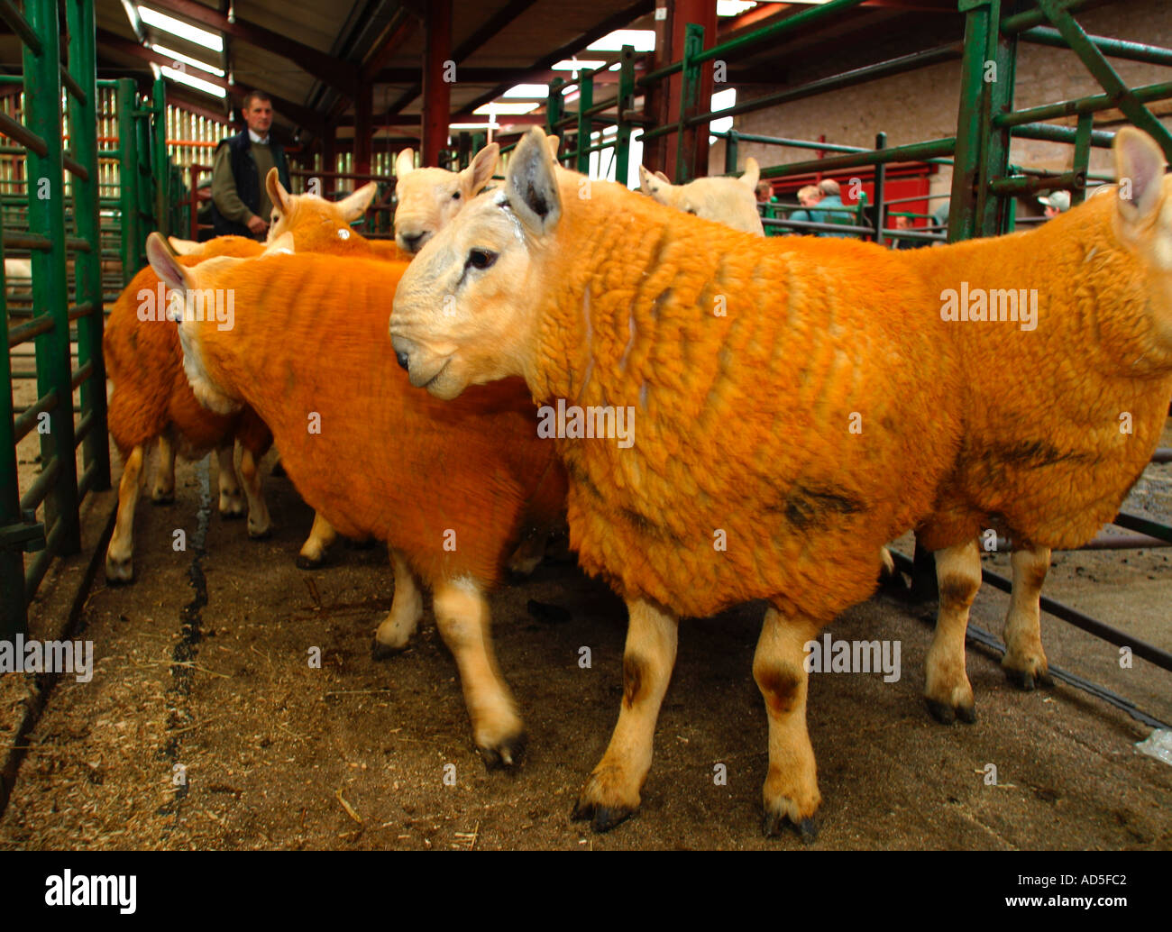 North Country Cheviot tup sales at farmers auction market Stock Photo