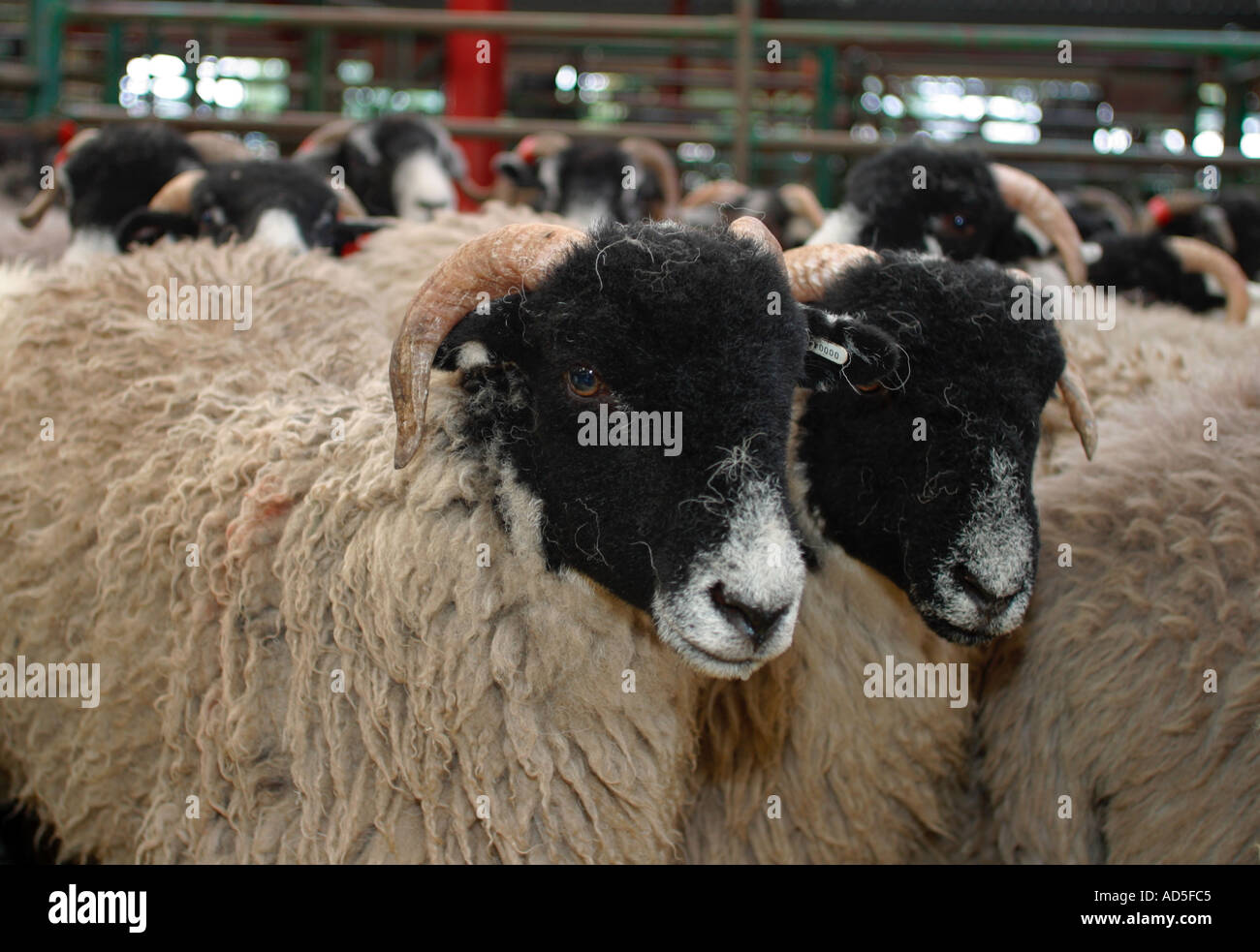 Two swaledale sheep waiting patiently in local monthly stock sales Stock Photo