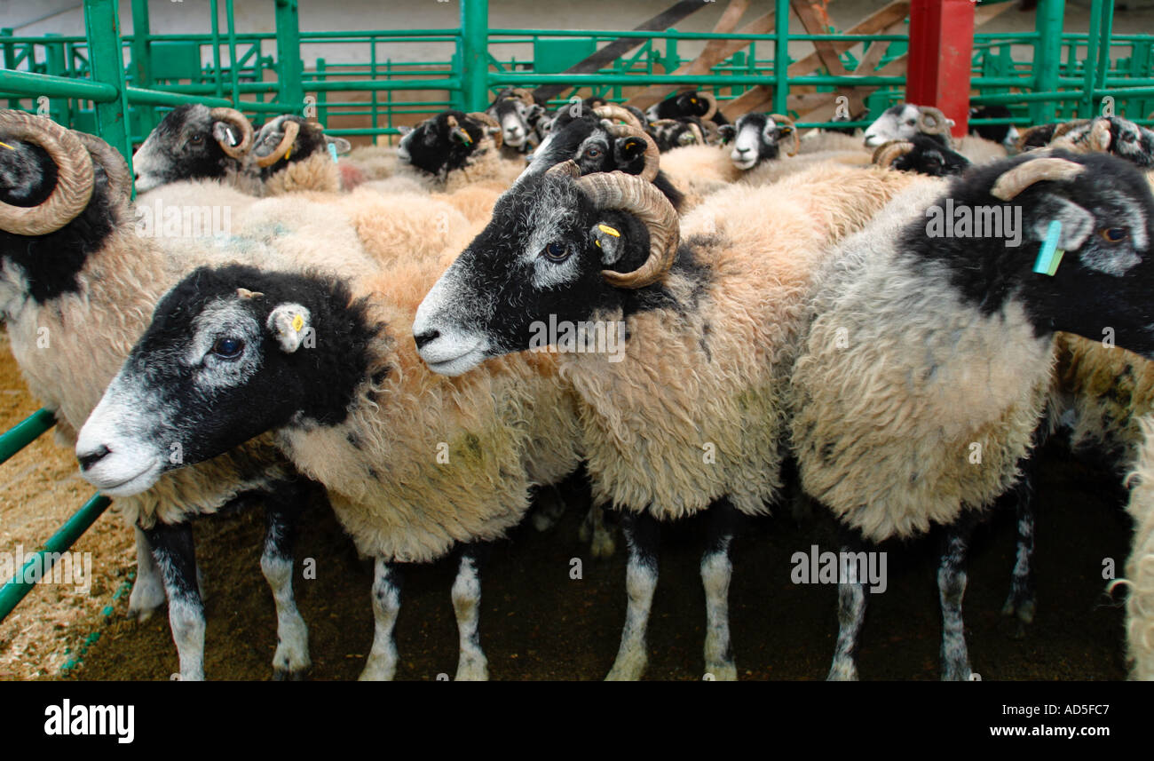 Swaledale sheep in farmer's monthly stock sale at local auction market Stock Photo