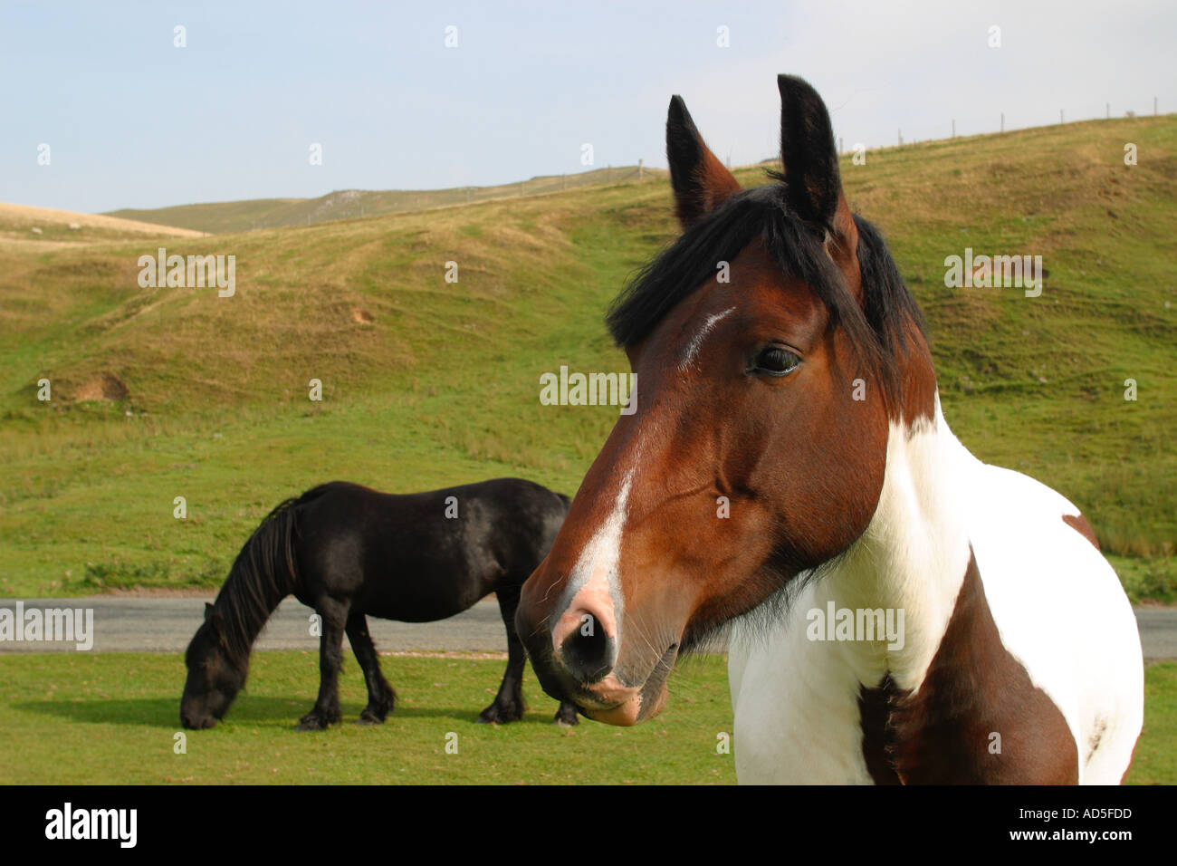 Native horse breed. Northern British, black Fell Pony mare grazing alongside a skewbald  Cob type mare Stock Photo