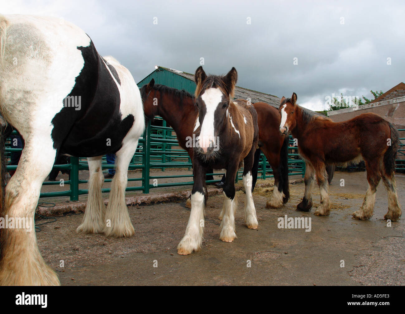 What s next mum. Mare and foal waiting for the sales to start Stock Photo