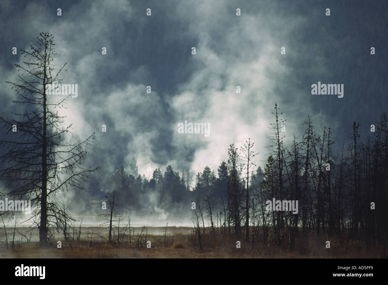 Geothermal activity within Yellowstone National Park Stock Photo