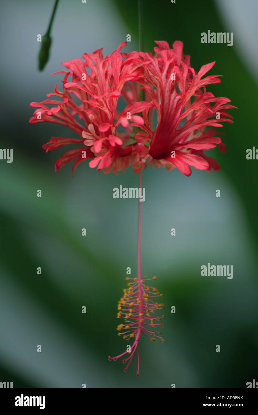 flowering japanese lantern hibiscus schizopetalus Stock Photo Alamy