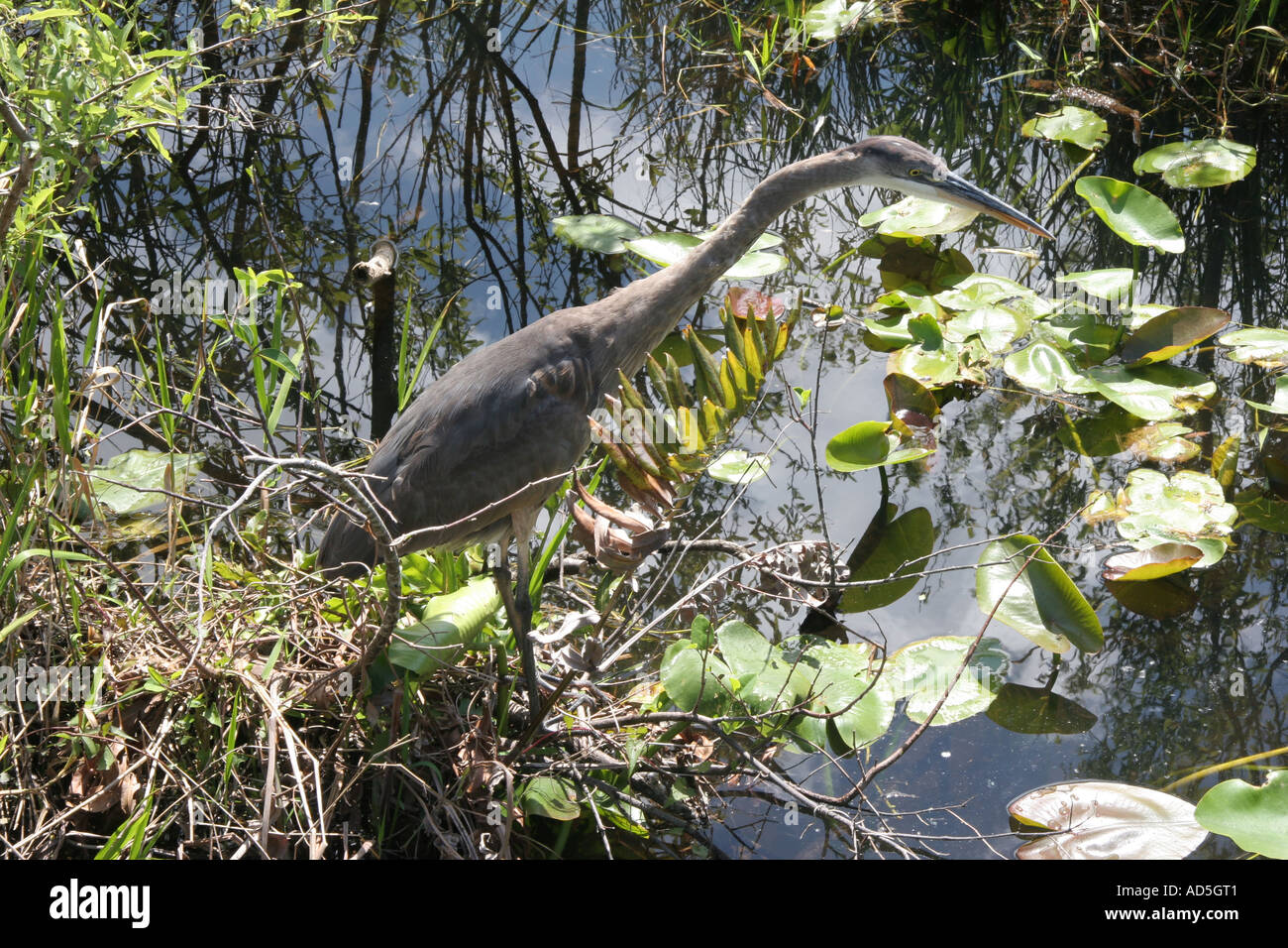 Great Blue Heron Fishing Stock Photo