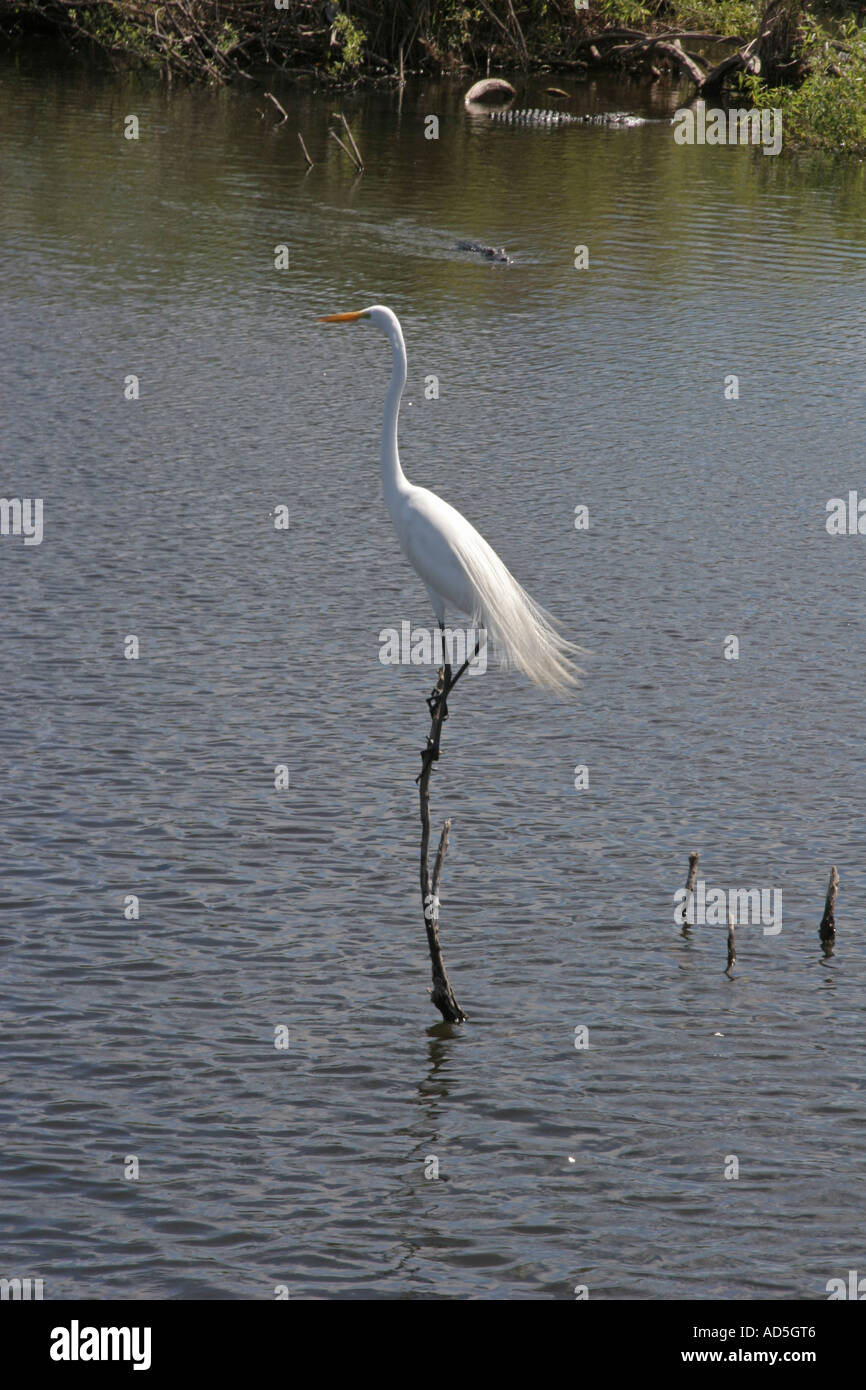 Great Egret Stock Photo