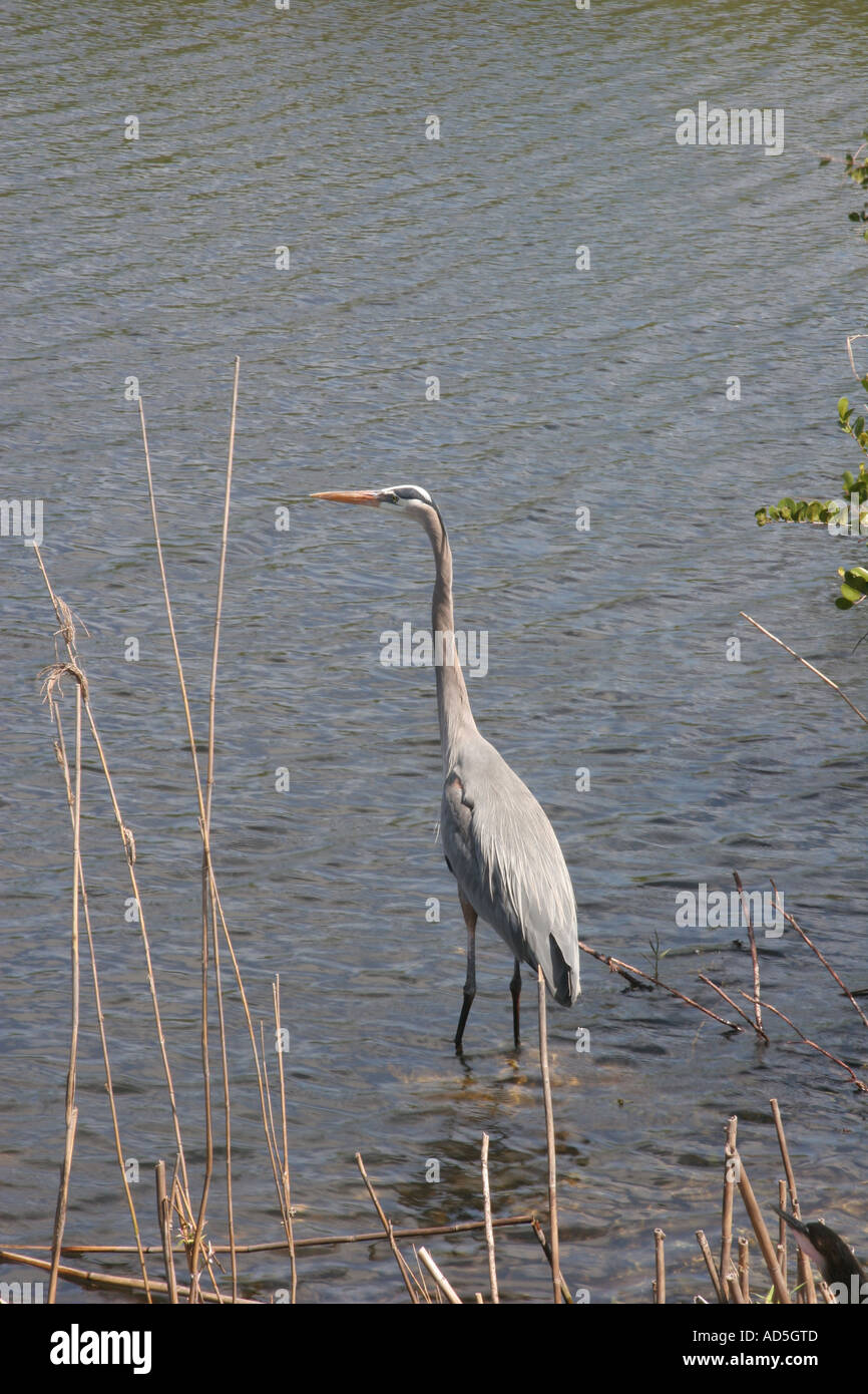 Great Blue Heron Wading Stock Photo