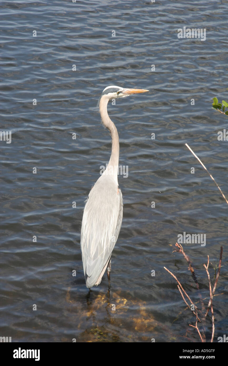 Great Blue Heron at the water's edge Stock Photo