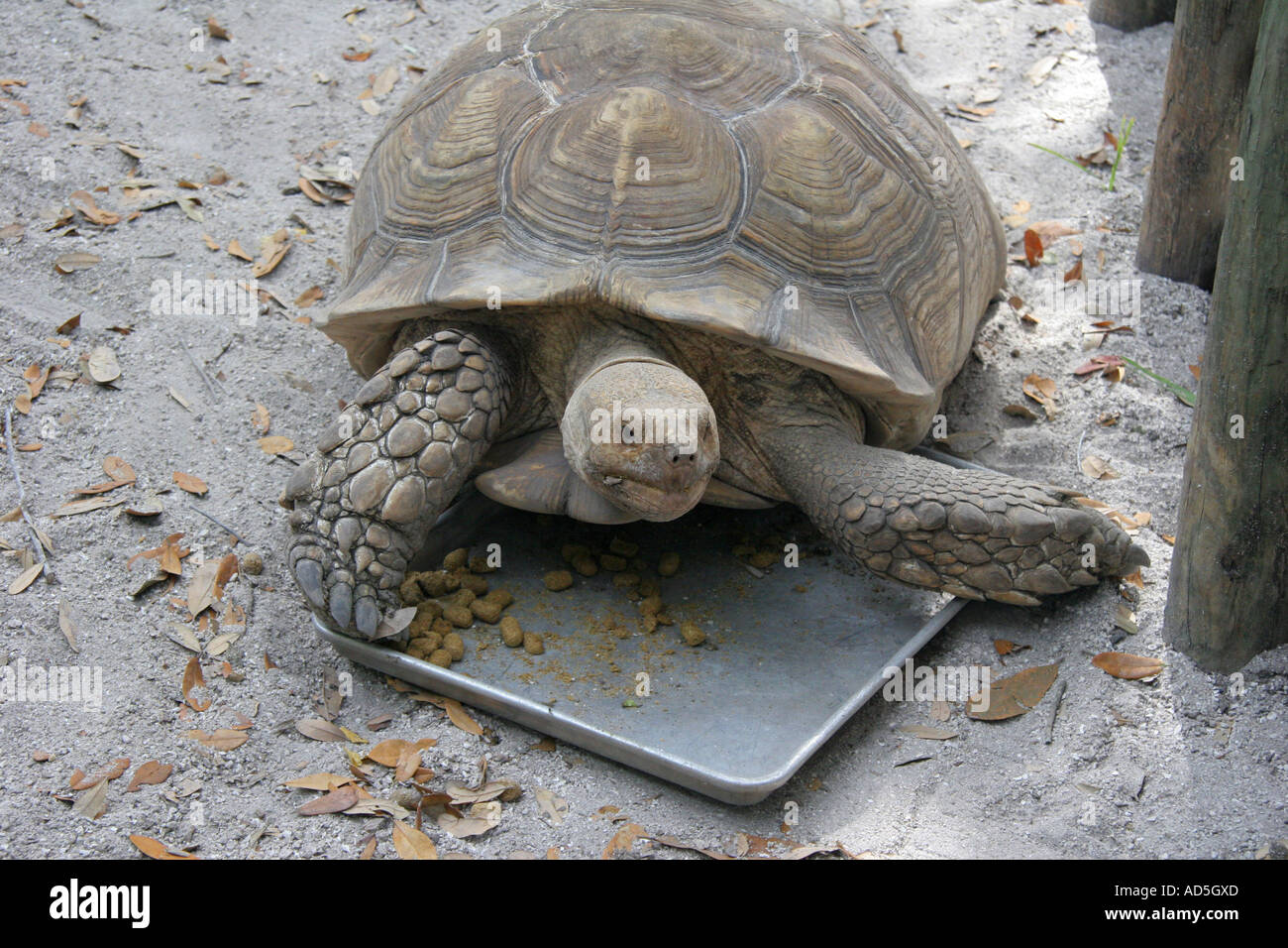 African Spur-Thigh Tortoise Stock Photo - Alamy