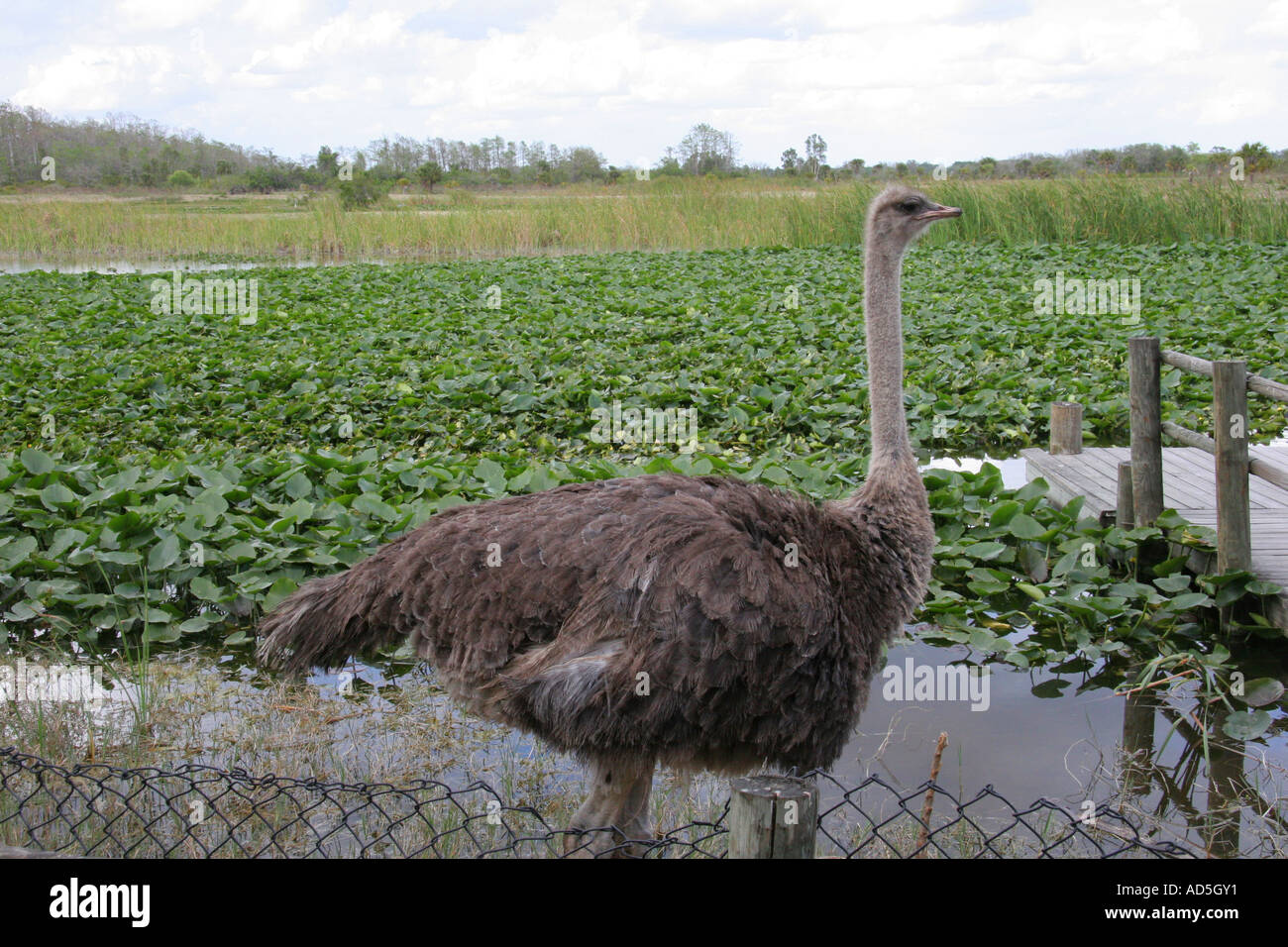 Ostrich Stock Photo