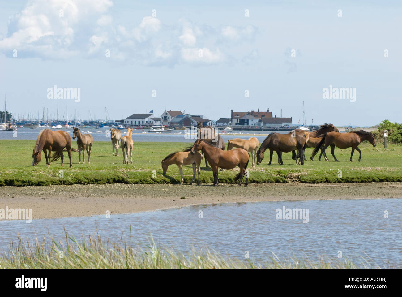 Group of wild ponies in a Nature Reserve Stock Photo