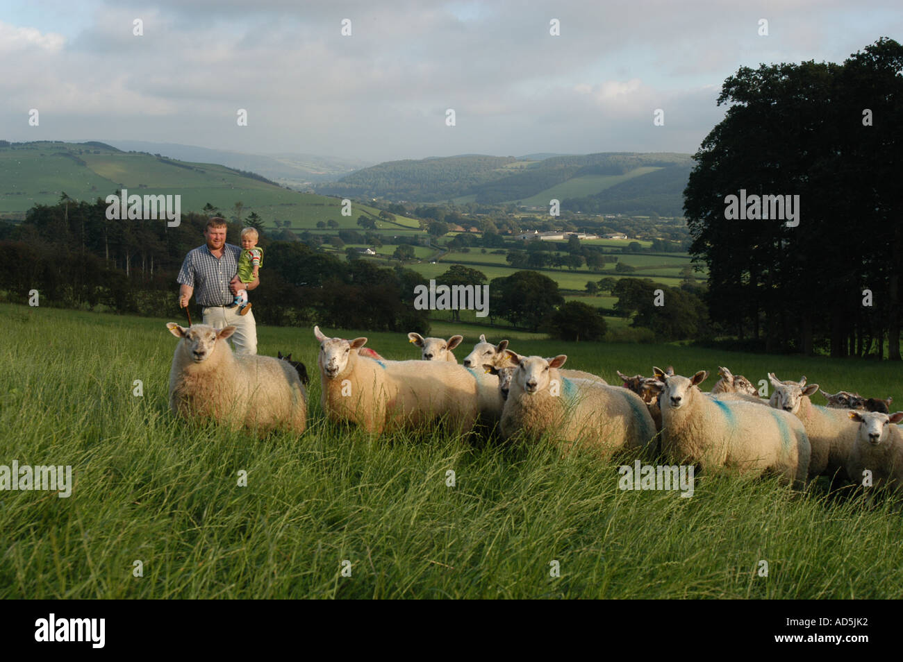 A welsh hill farmer and young son with flock of sheep in a field in the Ystwyth Valley near Aberystwyth Wales UK Stock Photo