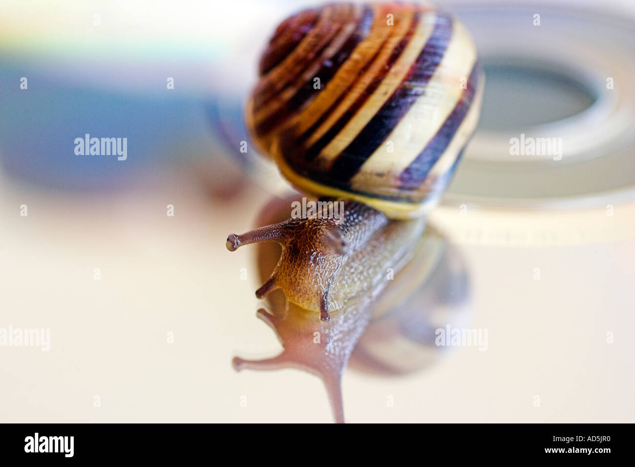 Snail on a compact disc Stock Photo