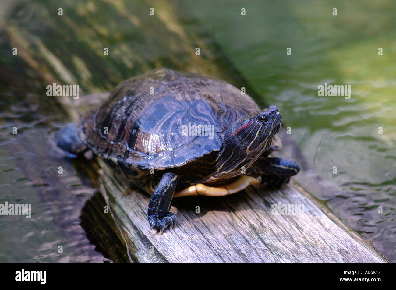 A Painted Turtle on a log Stock Photo
